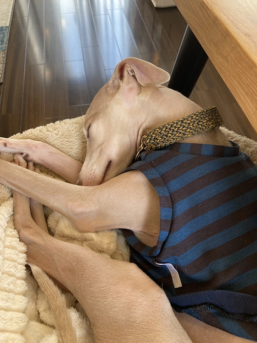 残りの４日！達成率８３％目額まで４００,０００となりました。達成まで目前です！