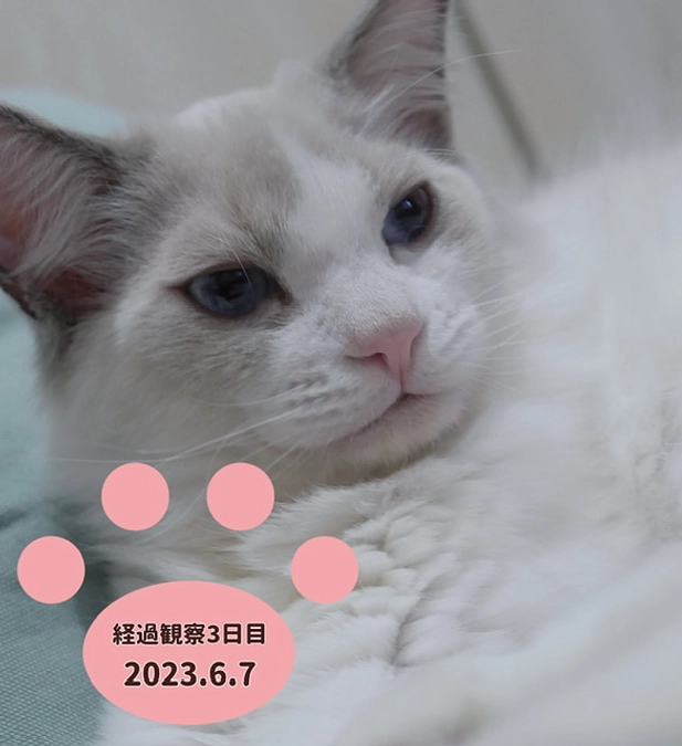 経過観察3日目(2023.6.7)