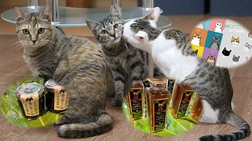 猫達の緊急保護に対応出来るように！保護猫カフェをご支援ください。
