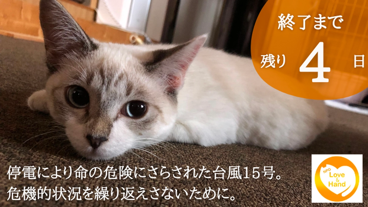 クラファン終了まで残り4日　応援コメントのご紹介　｜　ラブの譲渡