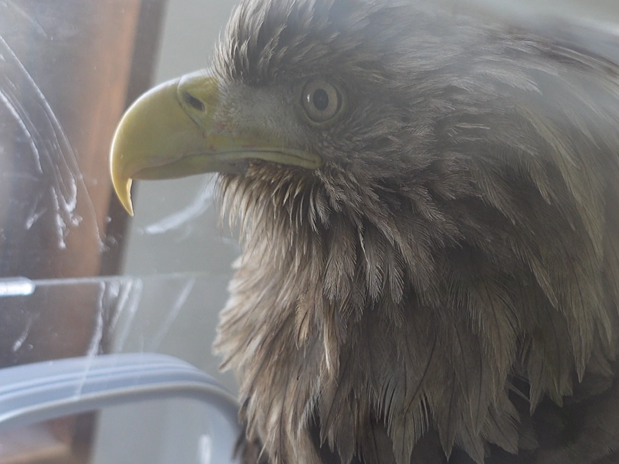 輸血により回復！