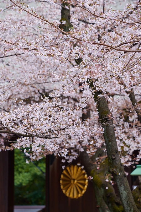 【夜桜観覧】コースに御支援の皆様