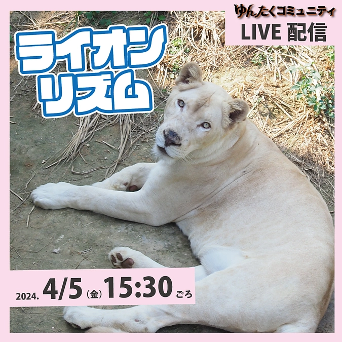 ゆんたくコミュニティ限定ライブ配信「ライオンのリズム」