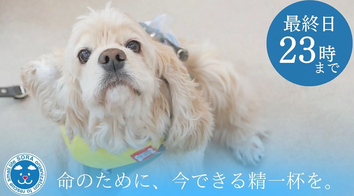 クラウドファンディング最終日です。