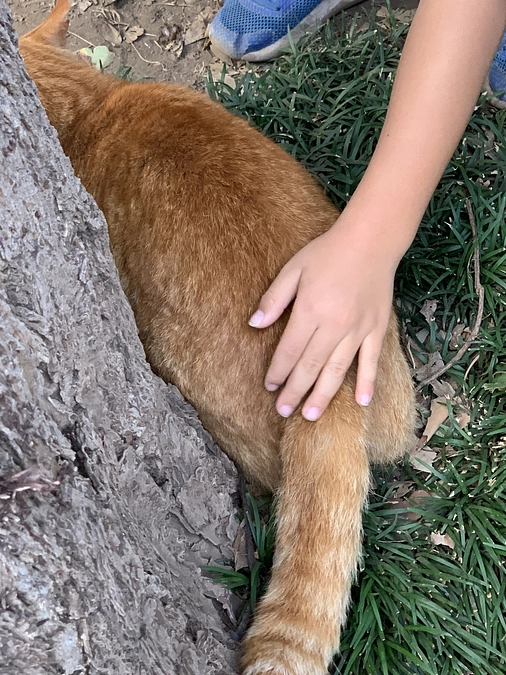 公園組の猫さん🐈と子供達の素敵時間。11月5日。