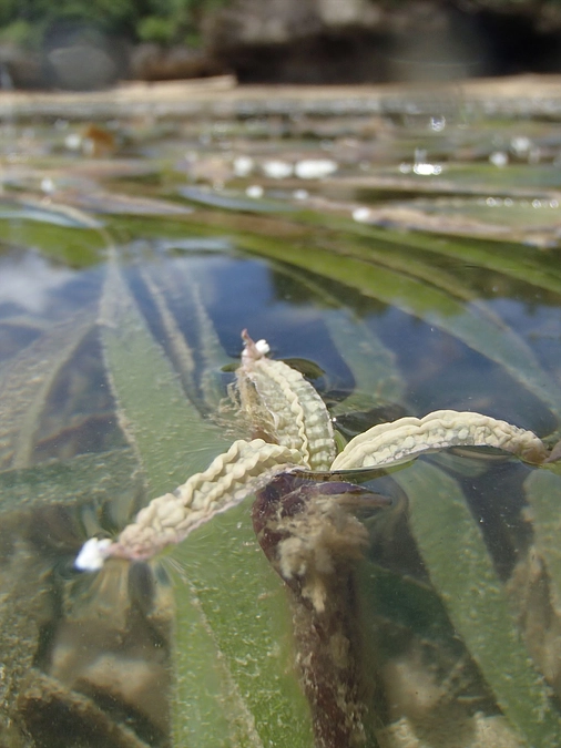 ③  雌花のブラックホール