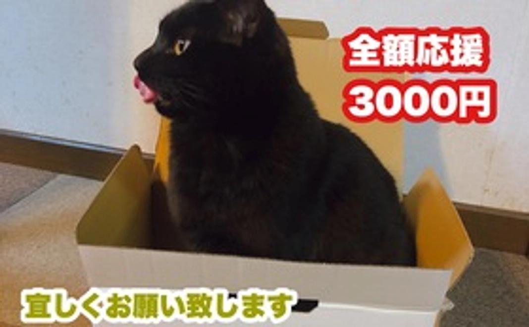 【3000円全額応援・感謝のメール、写真添付】