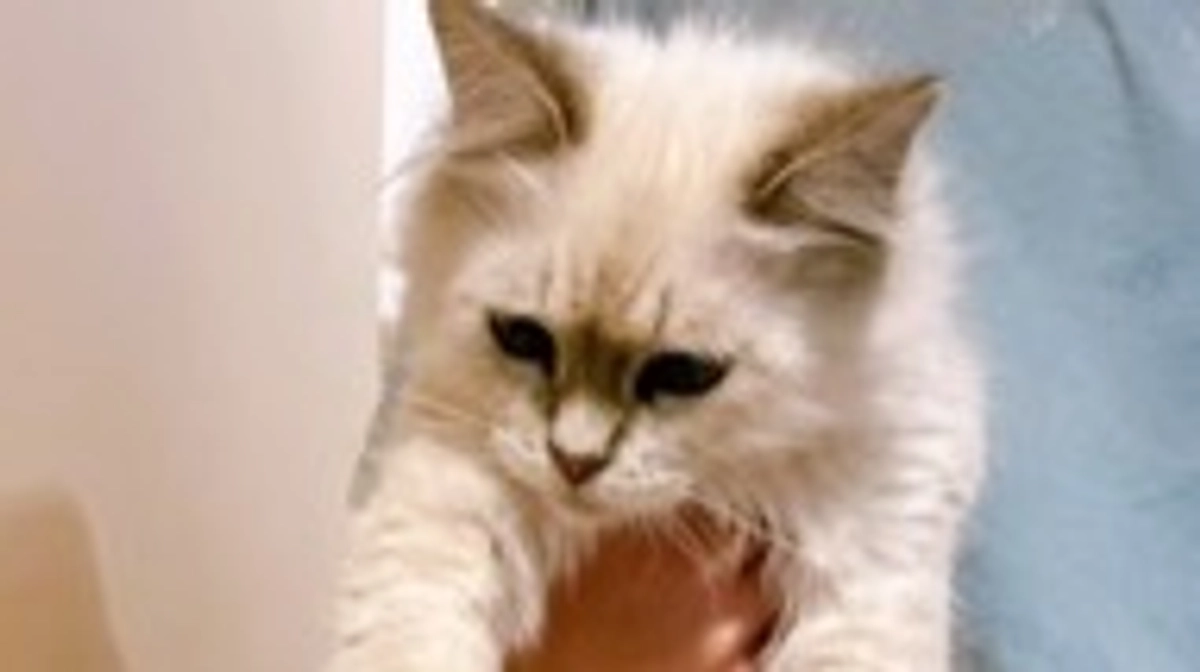 【残り4日！インスタライブで拡散中】