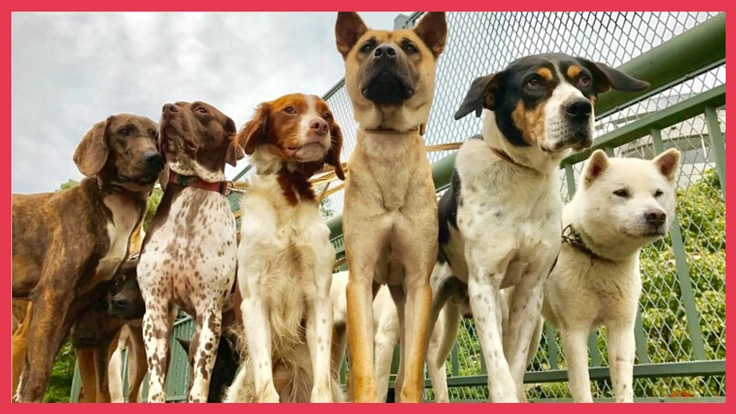 家族に迎え入れてもらうきっかけに。保護犬のカレンダーを製作！