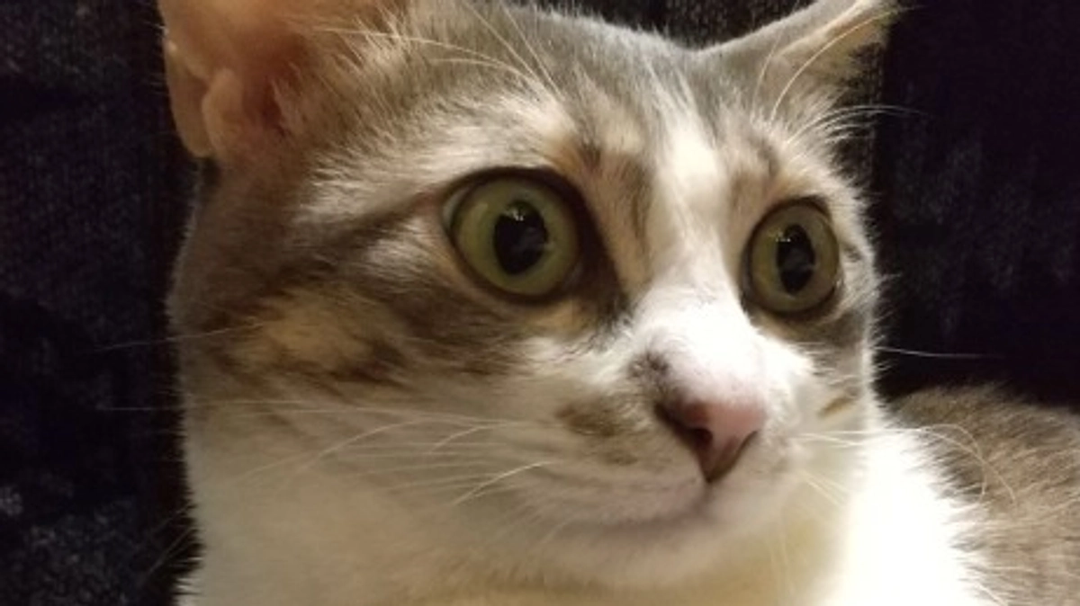 ありがとうございます！