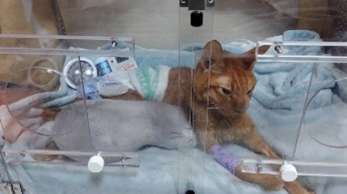 9/19 輸血の適合検査に行きました