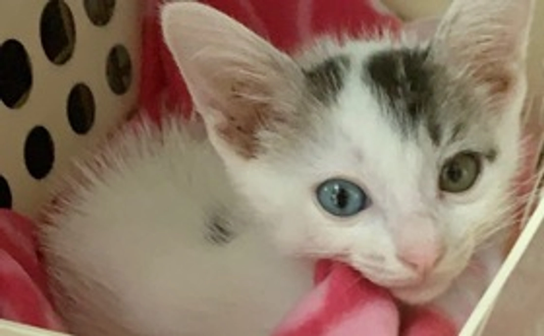 Mou応援コース 500円