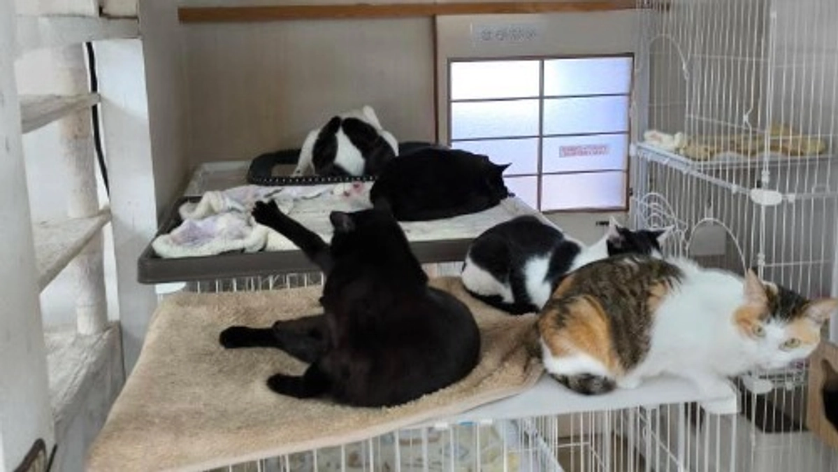 【応援投稿】保護猫カフェ'Ohanaが猫カフェの拡充に挑戦中！支援者の皆さまへご協力のお願い