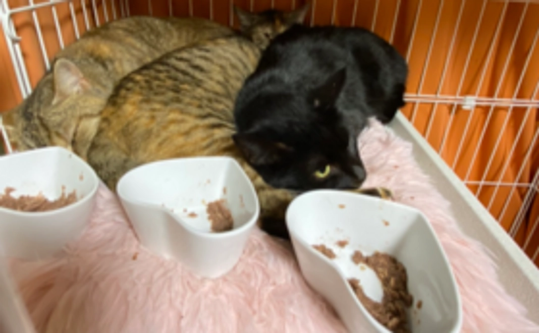 幸せ応援コース2