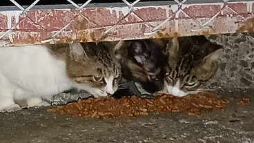 野良猫でも、お腹いっぱいに食べたい、人に愛されたい！生きるのに必死 のトップ画像