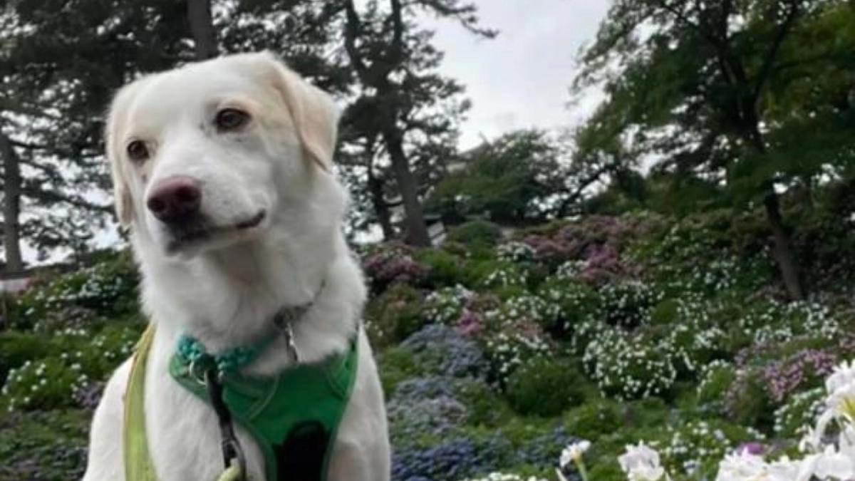 【2日目にして30％突破！応援メッセージに励まされています！】犬にとっての「お散歩」とは。