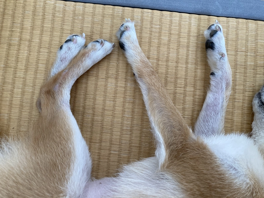 抜け毛が少し目立つように