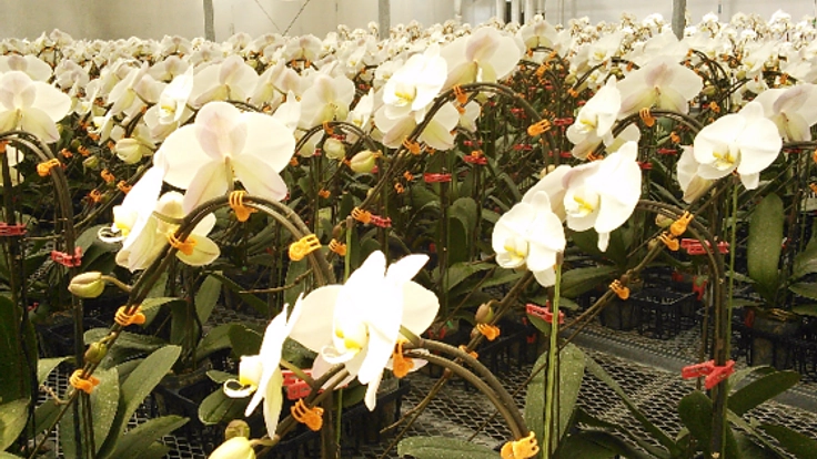 知的障がい者の所得倍増へ！胡蝶蘭の苗のオーナー募集中！