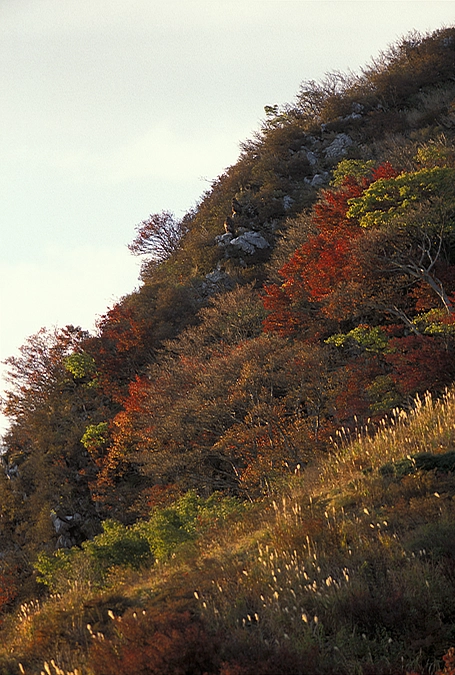 第8回伊吹山イヌワシ観察会のお知らせ