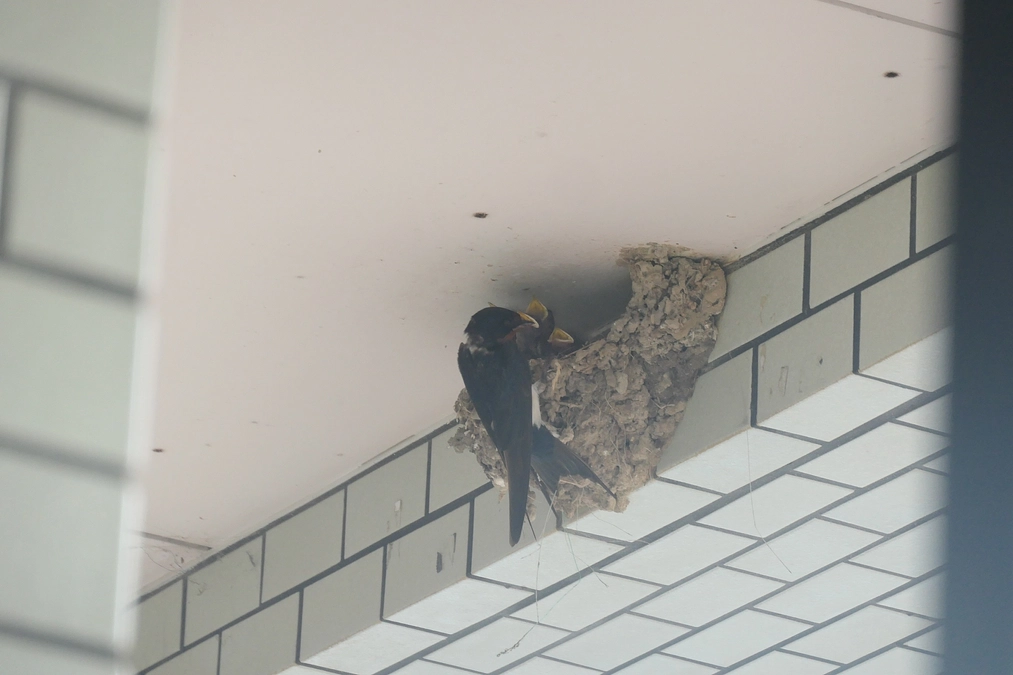 つばめ物語その3