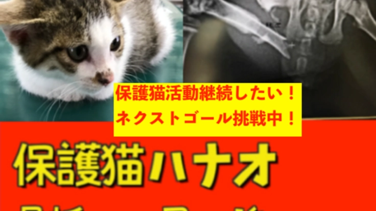 ネクストゴール：保護猫のハナオを手術して幸せ家族に繋げたい！
