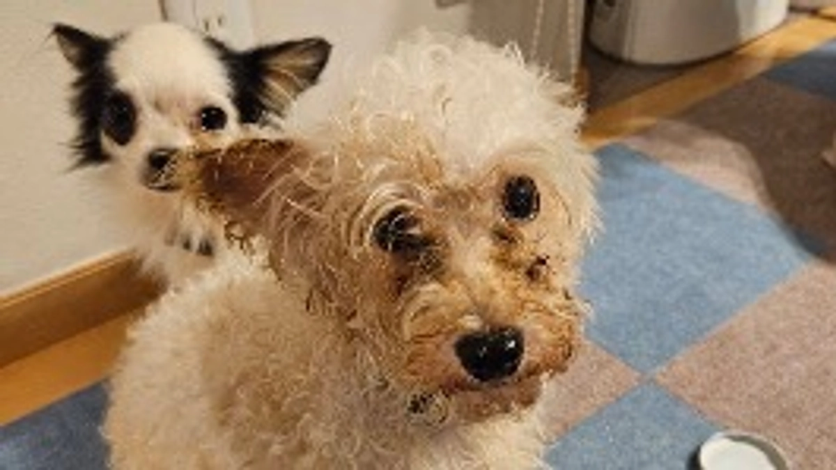 【小型犬2頭レスキュー／悪徳ブリーダー】