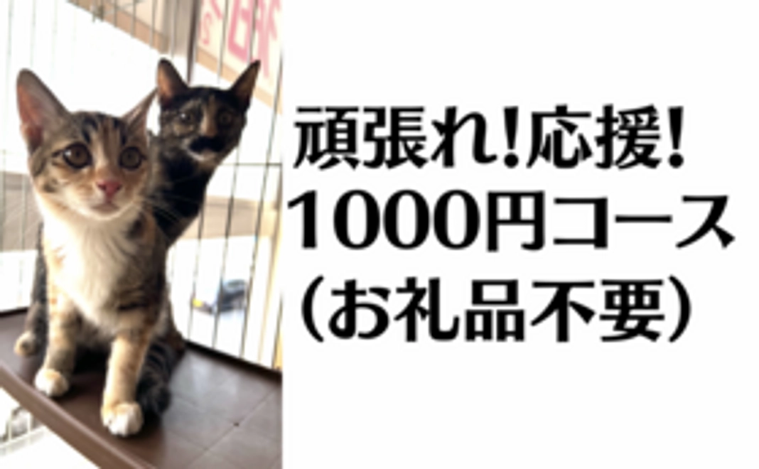 頑張れ応援！1000円コース（お礼品不要）