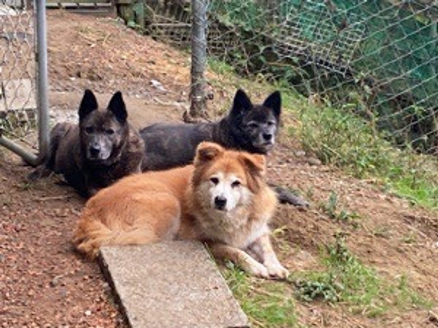 やんちゃがおとなしくなって2