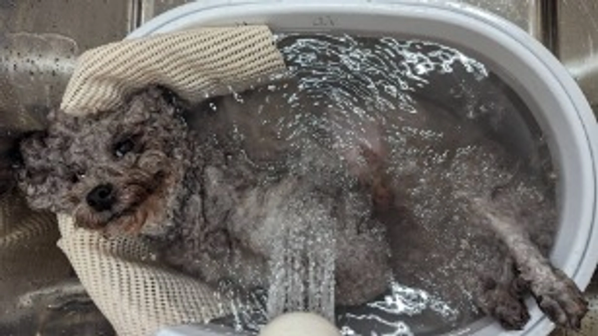 麻痺のある子のトリミング