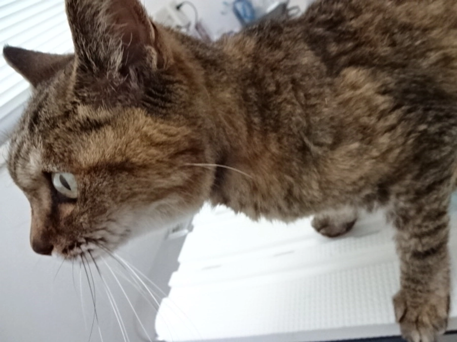 diary Vol.68　しまちゃん日誌。