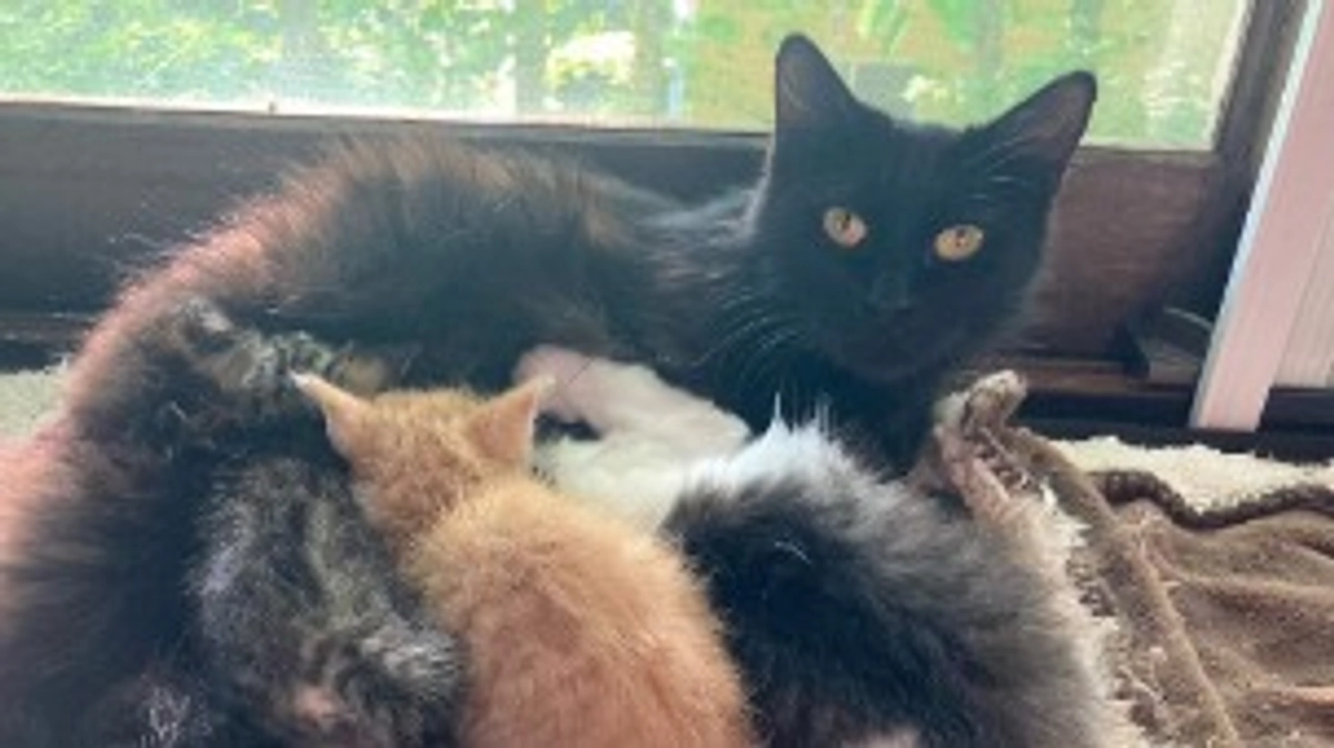 【里親募集】保護猫を迎えるという選択を。