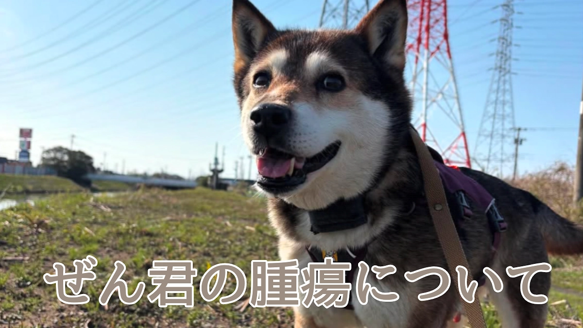 ぜん君の腫瘍について