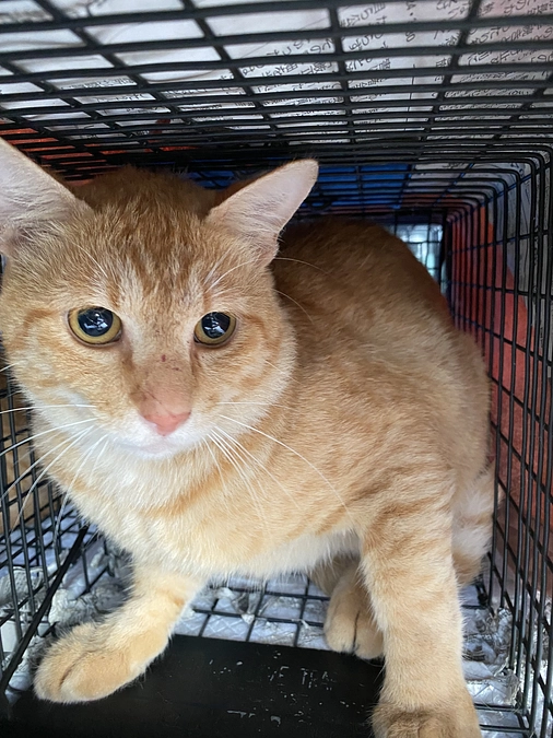 追加でできました