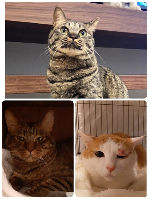 嬉しいご報告・【凪君】【ちゃたん君】の投薬について