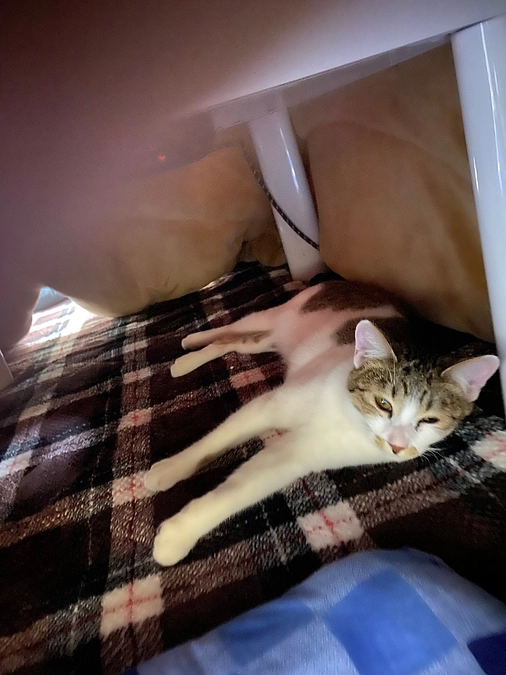 アンジュちゃん、未知との遭遇