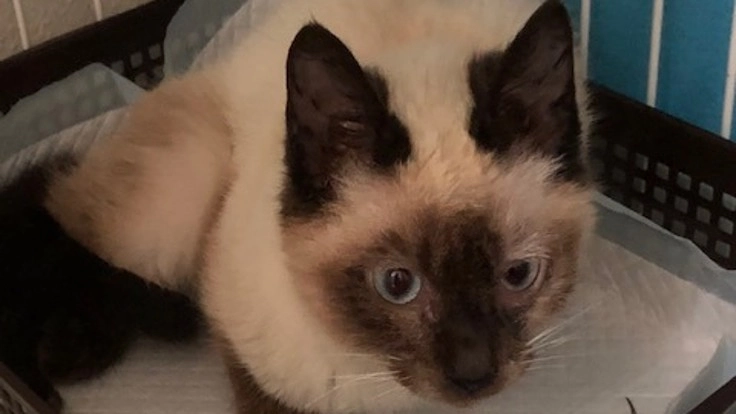 交通事故に遭って骨折した保護猫を救いたい