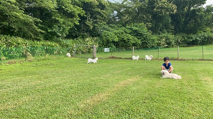 敷地全部がドッグラン！会員制キャンプ場