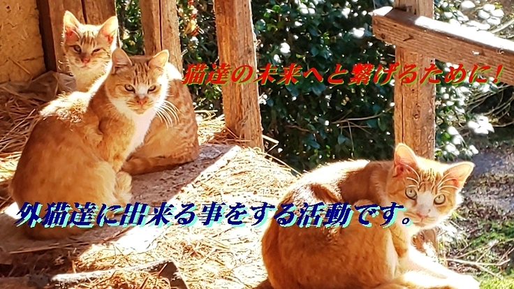 多くの外猫達に救いの手を!お願いします