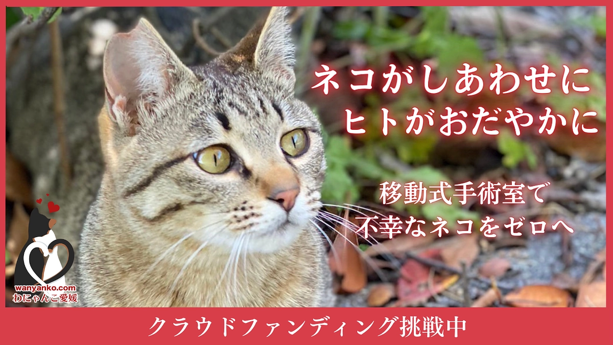【新プロジェクト始動！】「移動式手術室でTNR活動のさらなる進化へ！」どうかご支援をお願い致します！
