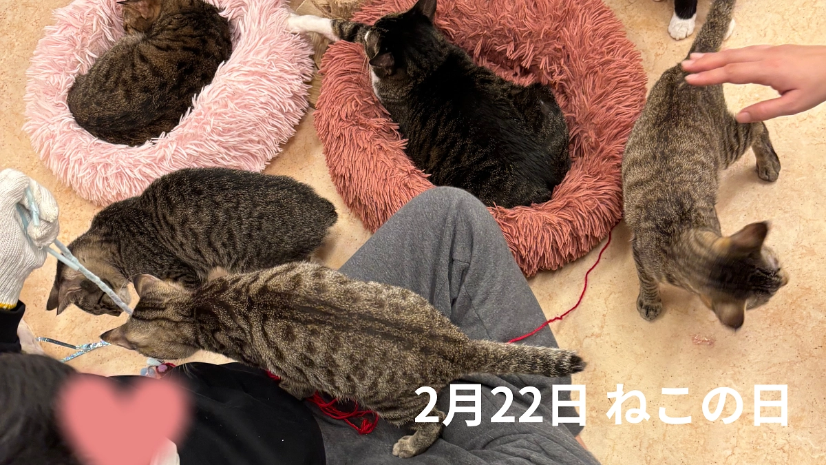 2月22日 ねこの日🐈🐾