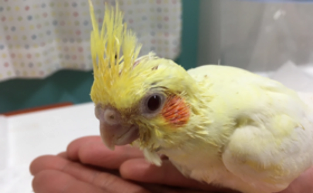 【鳥さん大好き支援！】鳥さんから感謝の動画メールが届きます！