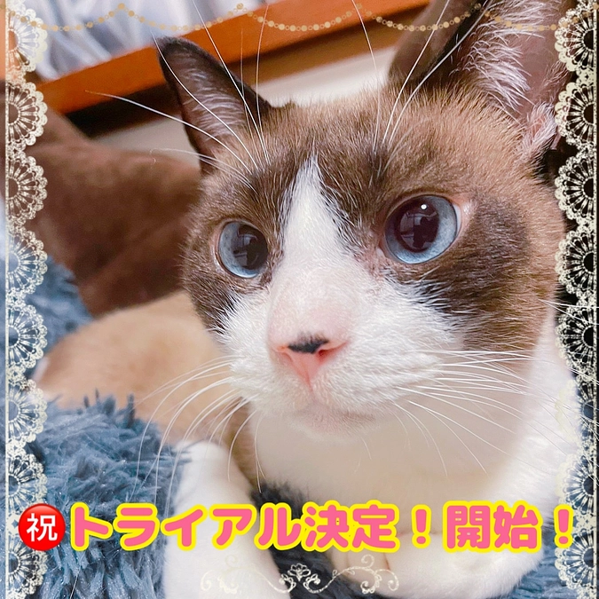 トライアル開始！