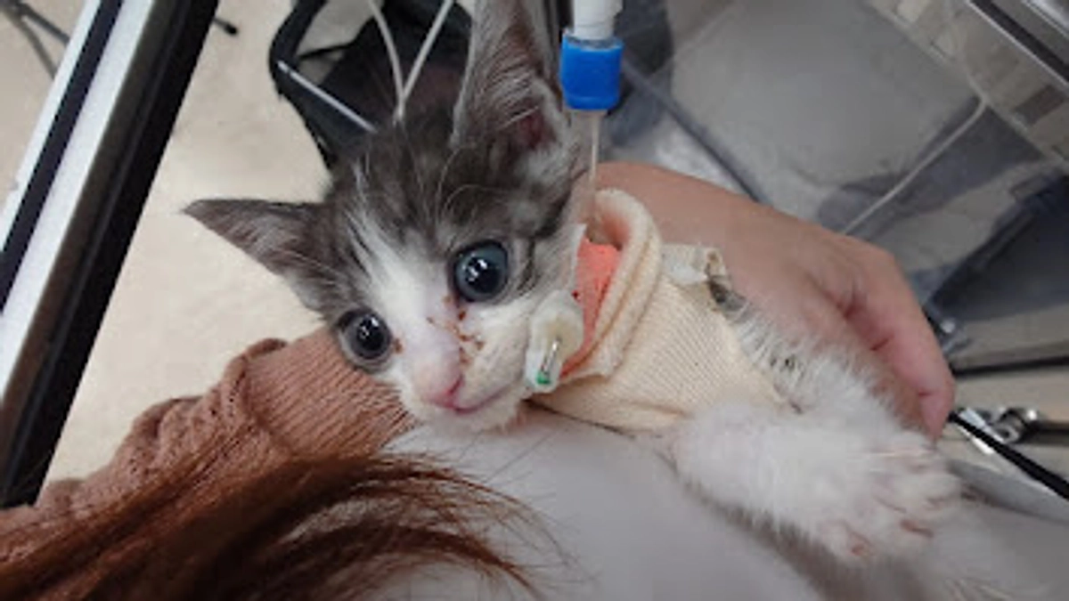 🐈ヨッちゃんと運命を辿った2匹の猫の話～子猫のハルク編～🐈