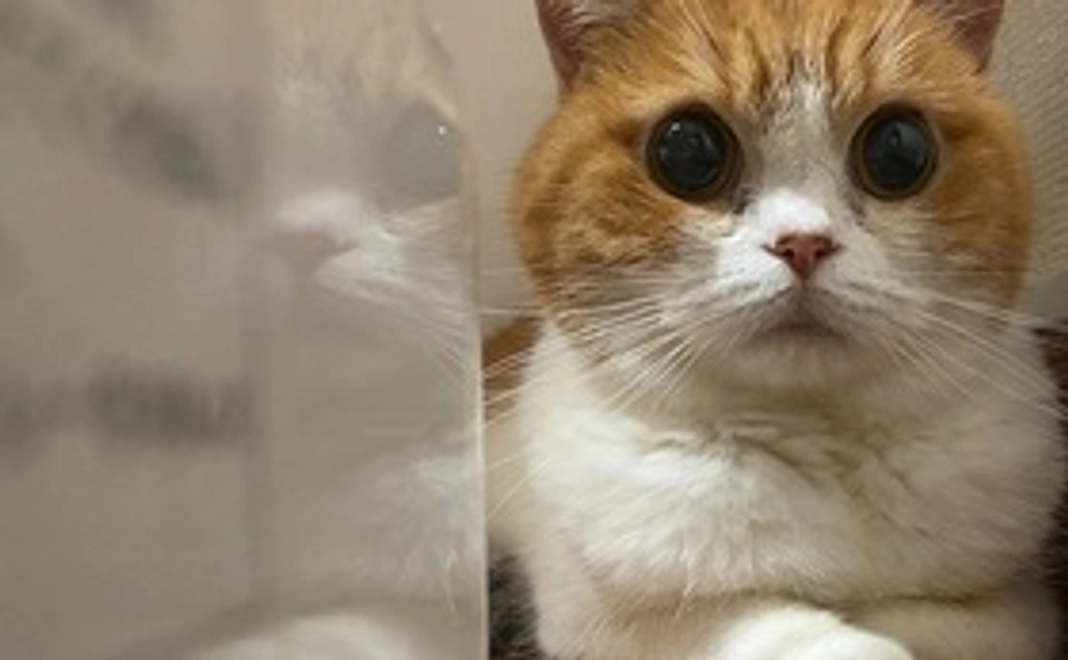 全力応援(リターン不要)500円