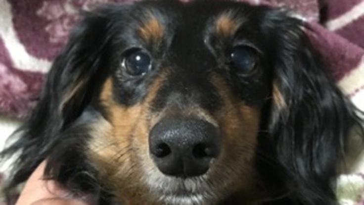 愛犬クゥがリンパ腫に、抗がん剤の治療費をご支援おねがい致します。