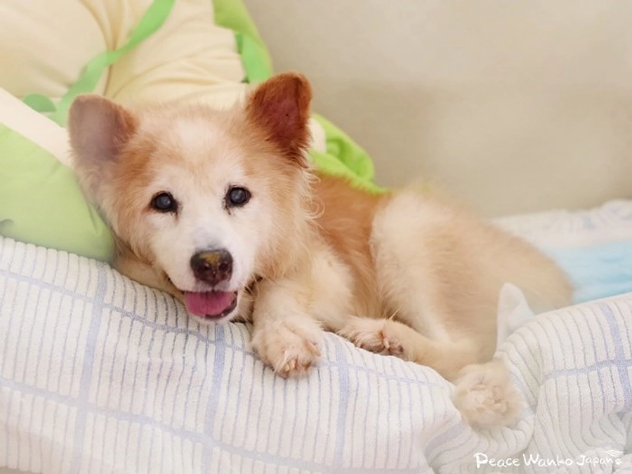 一瞬一瞬を幸せに。「レジェンド」の物語