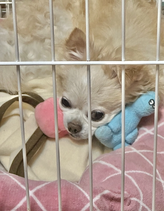 クラファン残り半分となりました。。