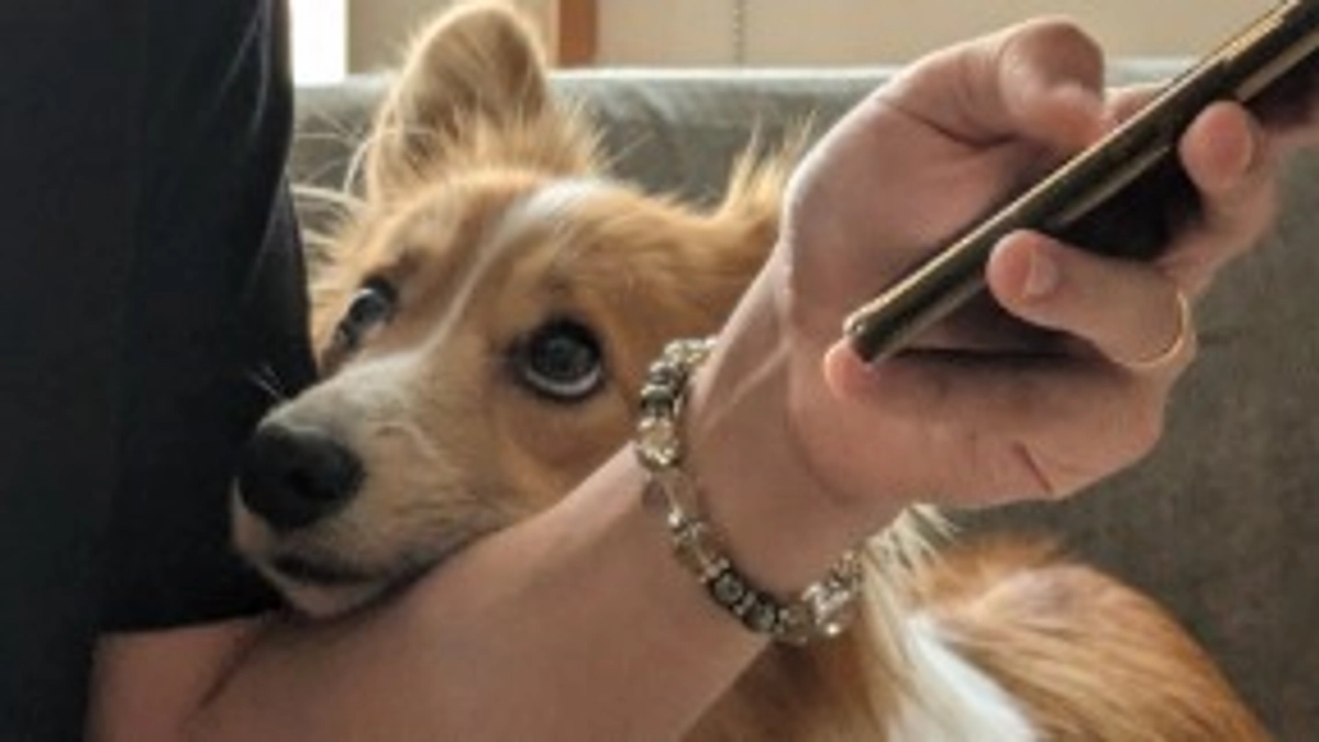 芽ちゃんの手術日が決まりました🐕✨