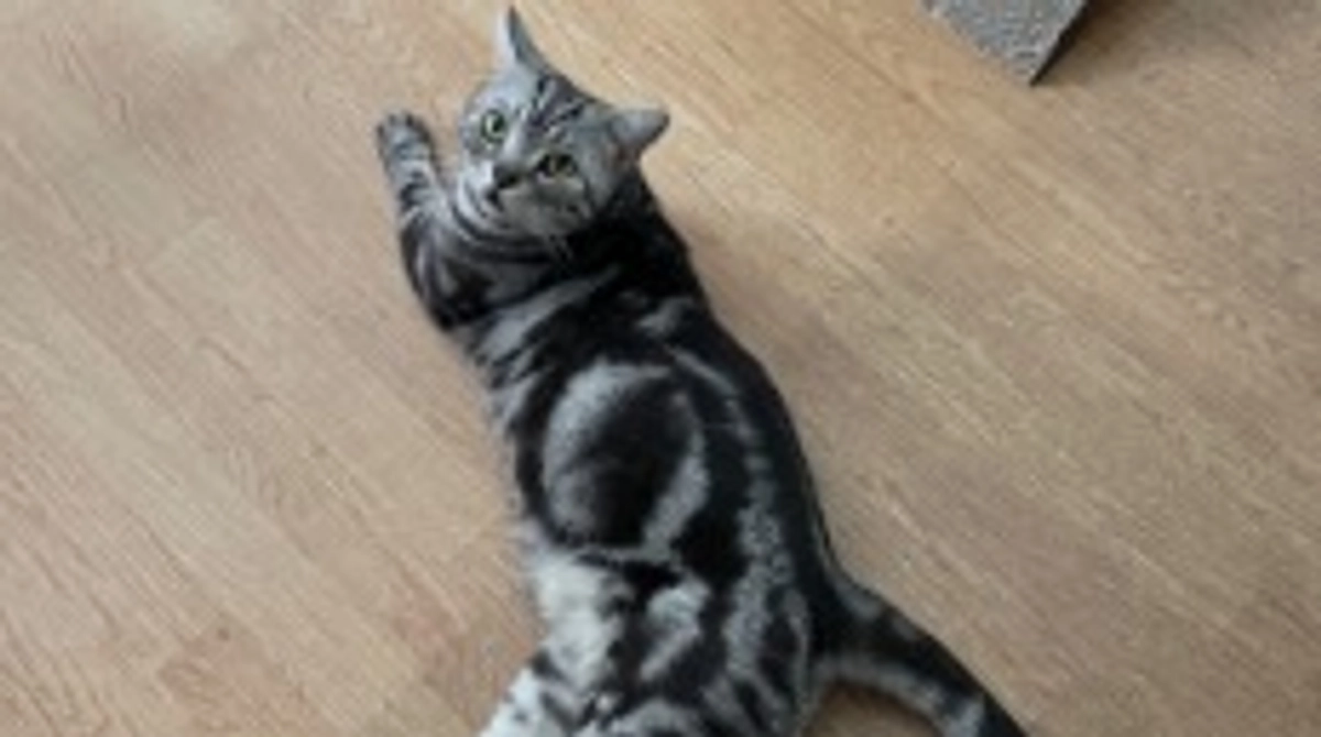 本日の銀時(経過観察14日目)