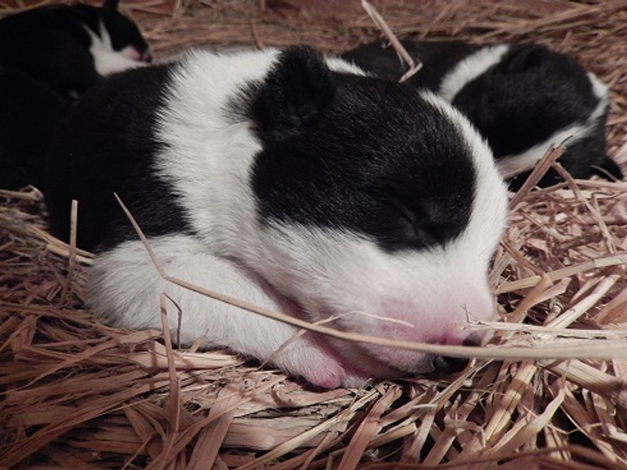 お礼メッセージ：折り返し（26日目）で支援者450名に到達。ベアドッグの訓練は生後4日目から！？